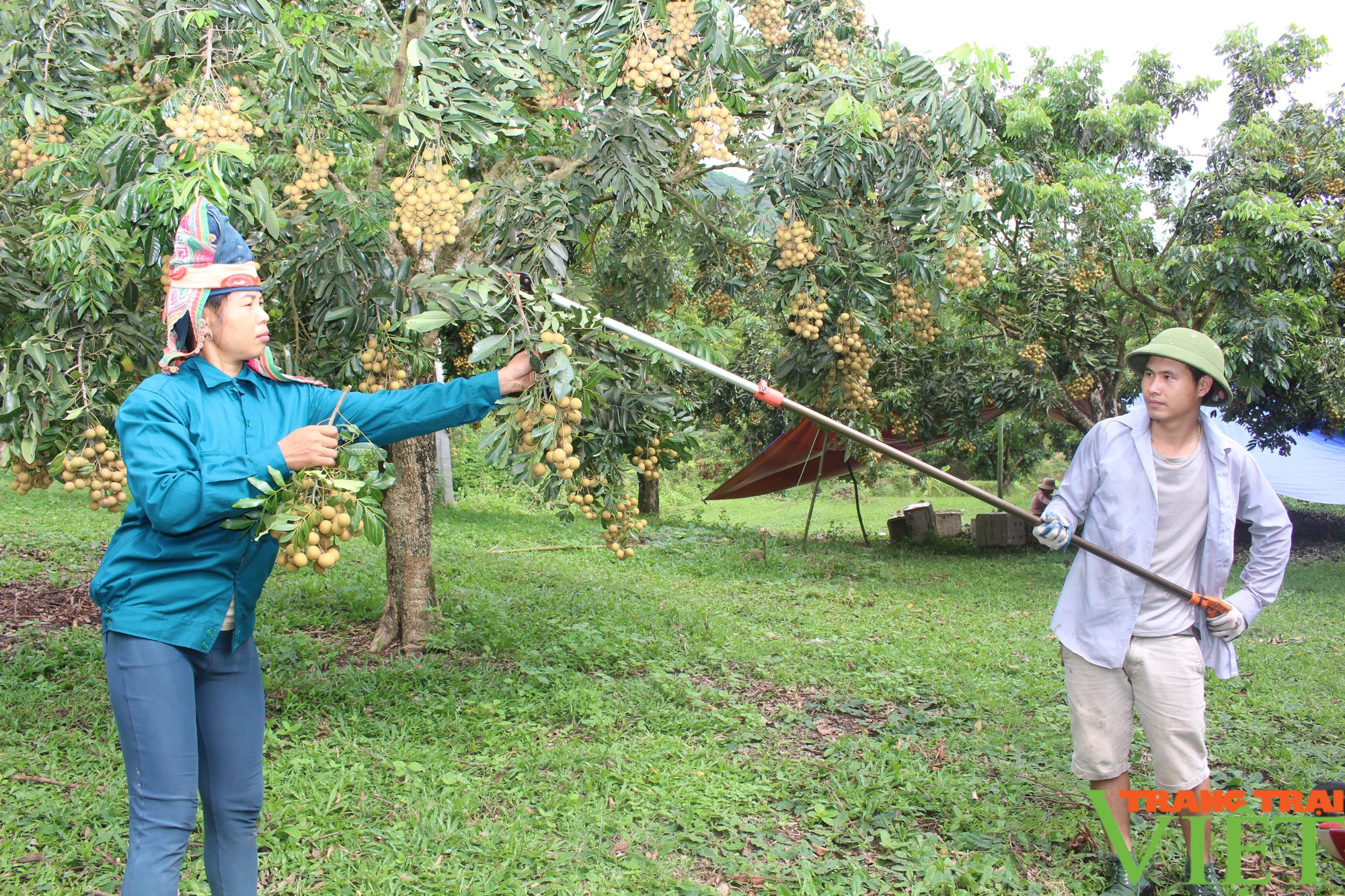 Huyện vùng biên Sơn La xây dựng vùng cây ăn quả chất lượng cao - Ảnh 2.