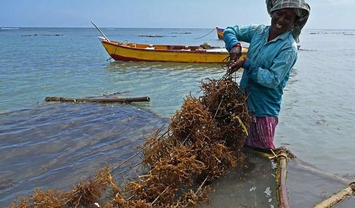 Không đòi hỏi đất canh tác, nước ngọt hoặc phân bón hóa học, nuôi trồng thứ sản vật này không lo nghèo - Ảnh 5.