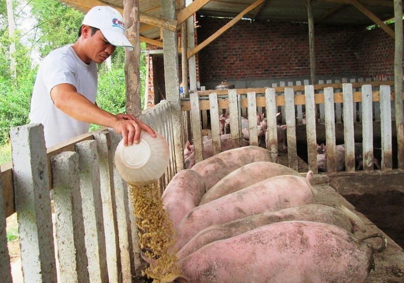 Giá lợn hơi đang ở sườn dốc, đà giảm bao giờ dừng lại? - Ảnh 2.