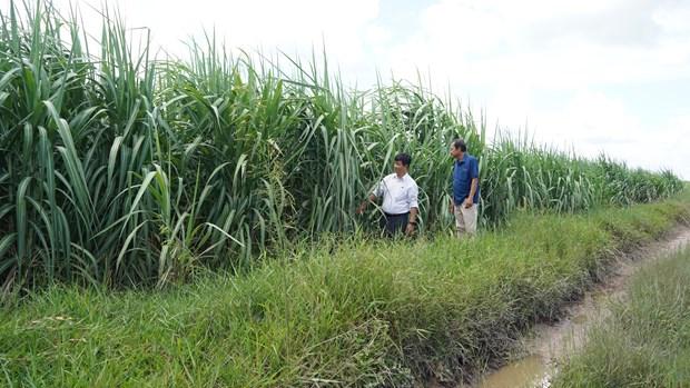 Tay Ninh ung dung co gioi hoa de cay mia “ngot” hon hinh anh 1