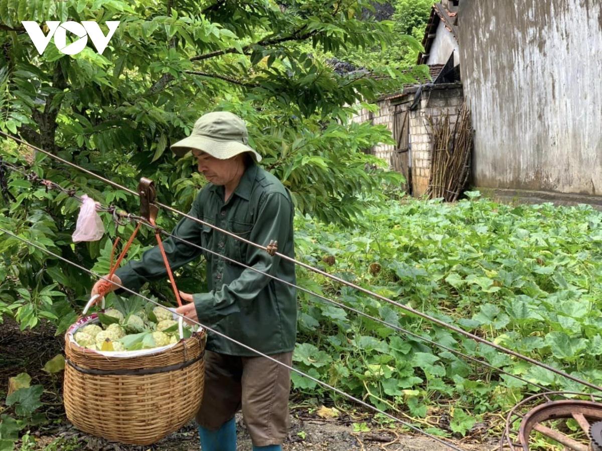 Gần 4.000 hộ dân sống nhờ thứ quả ngọt miền biên viễn này, năm nay dự thu 700 tỷ đồng - Ảnh 2.