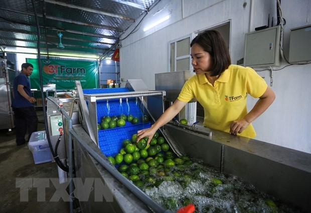 Quýt Ôn Châu ngon thế nào mà dân Hòa Bình cắt đóng hộp bán bao nhiêu cũng hết - Ảnh 3.