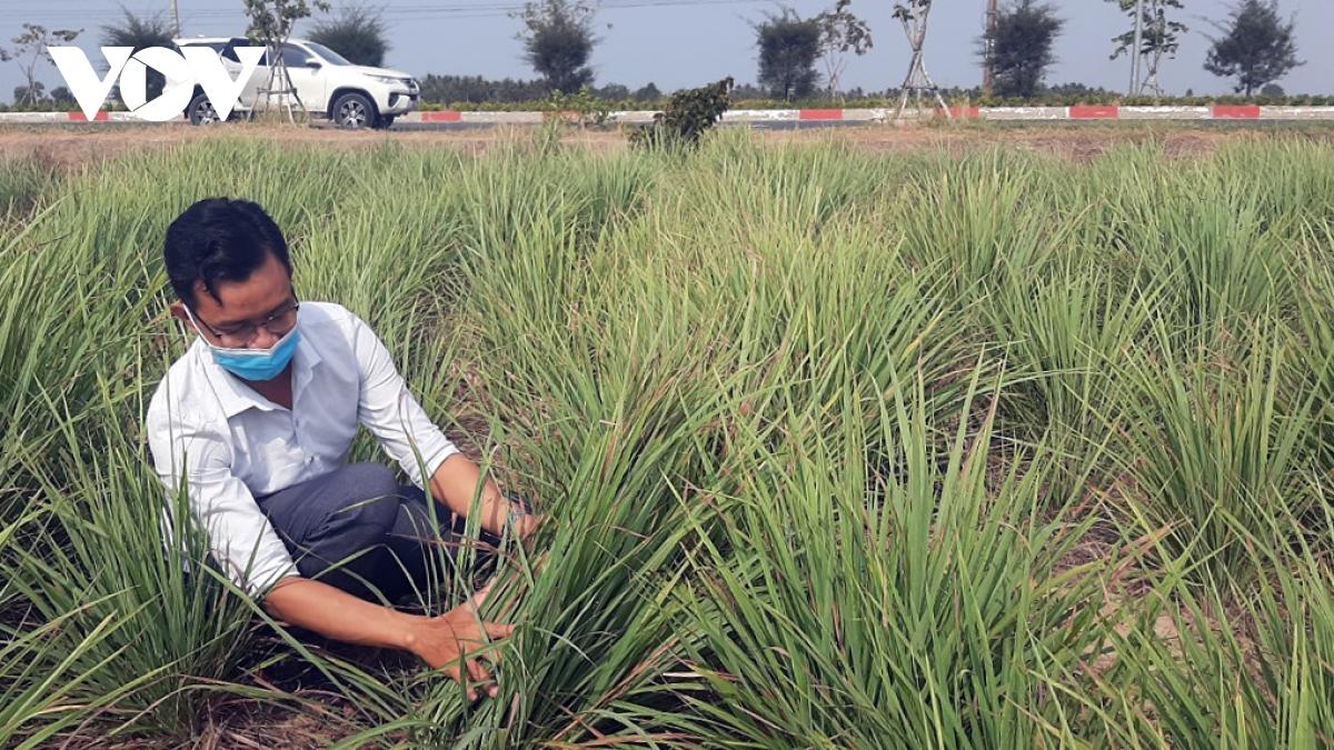 Một loại trái cây đặc sản ở Tiền Giang có nguy cơ bị “xóa sổ”, nhiều người không khỏi xót xa - Ảnh 2.