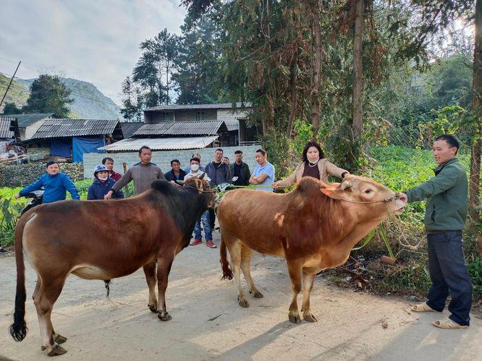 Ở đây có đàn bò hàng chục nghìn con, doanh nghiệp lại hỗ trợ tiêu thụ thịt bò cho người dân - Ảnh 1.