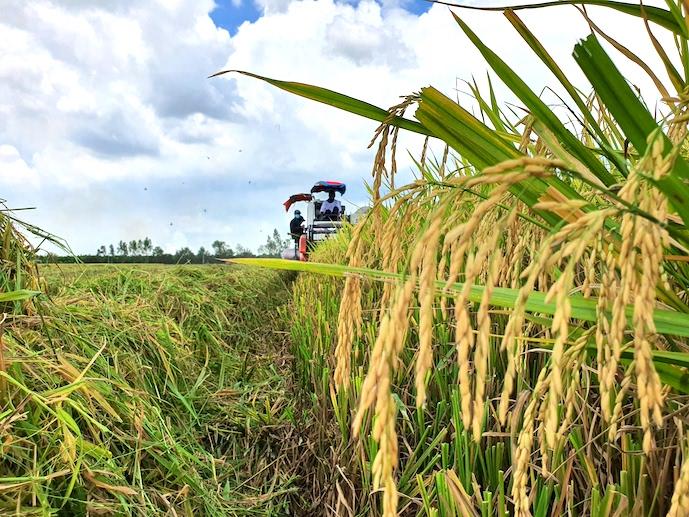 Giá lúa gạo chững, lo nguồn cung gạo không đủ đáp ứng nhu cầu tăng của thị trường - Ảnh 1.