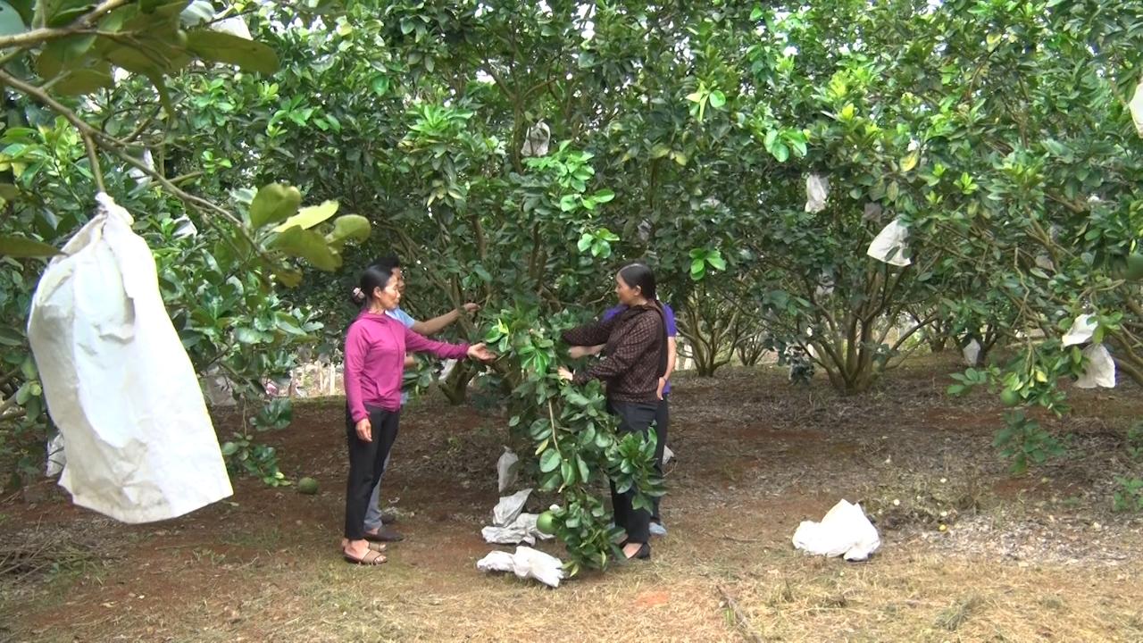 Đột phá trong phát triển cây ăn quả, nông dân vươn lên làm giàu - Ảnh 3.