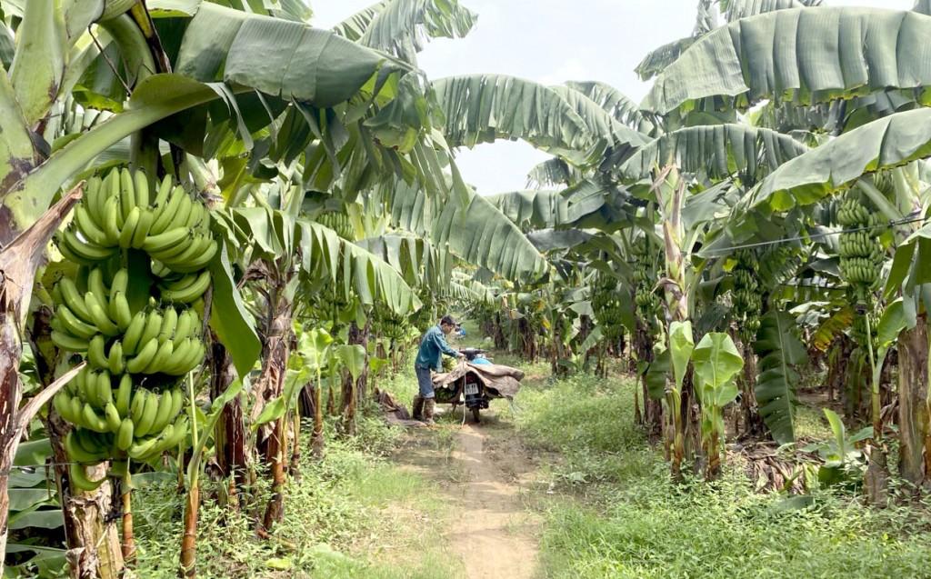 Tiềm năng phát triển cây chuối ở Mê Linh