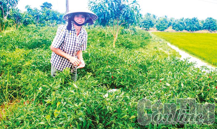 Nông dân trồng ớt đang rất phấn khởi vì bán được giá. Trong ảnh: Ớt được trồng ở huyện Cờ Đỏ.