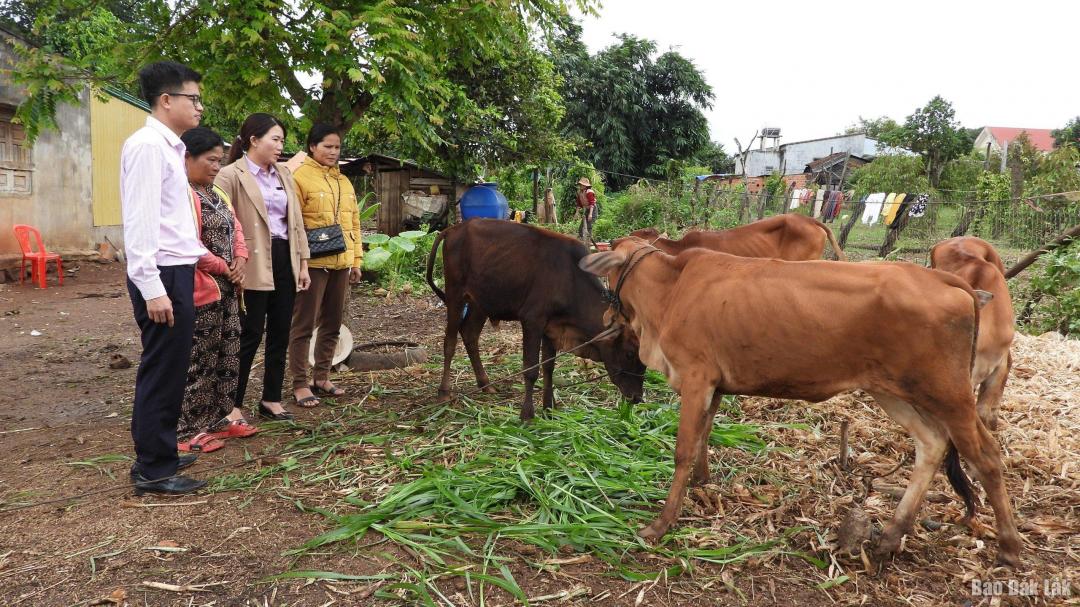 hộ bà Nay HGar ở buôn Krái được vay 70 triệu đồng mua 4 con bò giống và xây dựng chuồng trại.