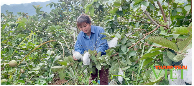 Thành phố Lai Châu chú trọng phát triển nông nghiệp hàng hóa tập trung - Ảnh 3.