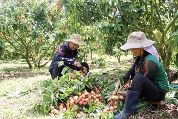 Dak Lak phat trien nong san chu luc nang cao doi song nhan dan hinh anh 8