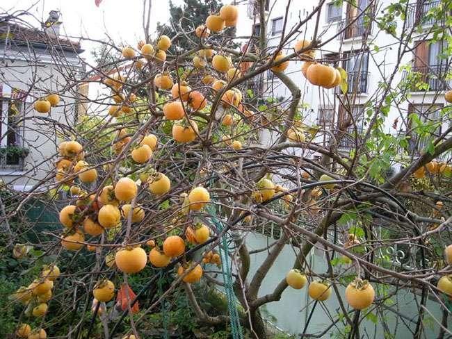 Loại cây trồng làm bóng mát hàng trăm năm trước, giờ hái quả bán thu về hàng trăm triệu mỗi năm - Ảnh 10.