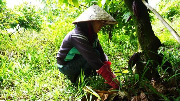 Dak Lak phat trien nong san chu luc nang cao doi song nhan dan hinh anh 3