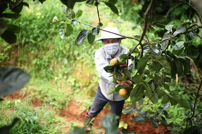 Loại cây trồng làm bóng mát hàng trăm năm trước, giờ hái quả bán thu về hàng trăm triệu mỗi năm - Ảnh 12.