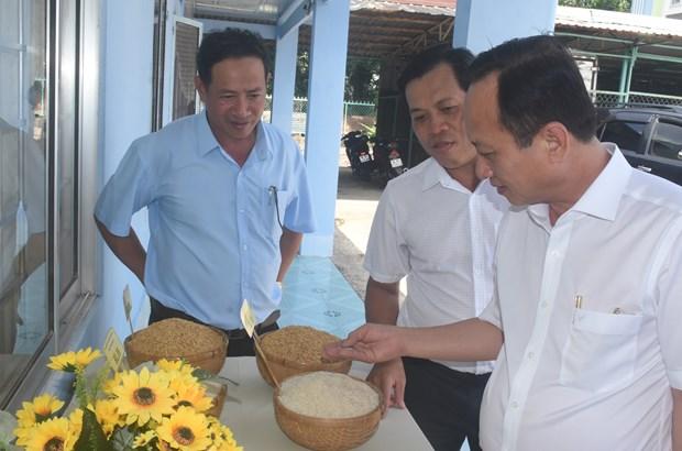 Bac Lieu cong bo giong lua moi duoc cong nhan luu hanh hinh anh 2