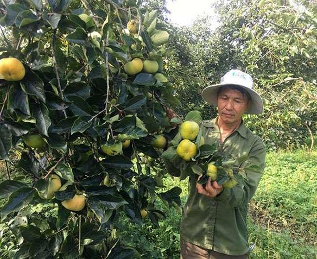 Loại cây trồng làm bóng mát hàng trăm năm trước, giờ hái quả bán thu về hàng trăm triệu mỗi năm - Ảnh 11.