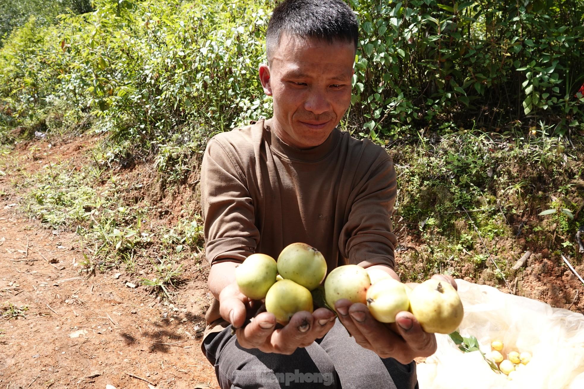 Vùng cao Mù Cang Chải, táo Mèo tràn ngập sắc vàng, đẹp như tranh vẽ, bà con lại còn thu bộn tiền - Ảnh 20.