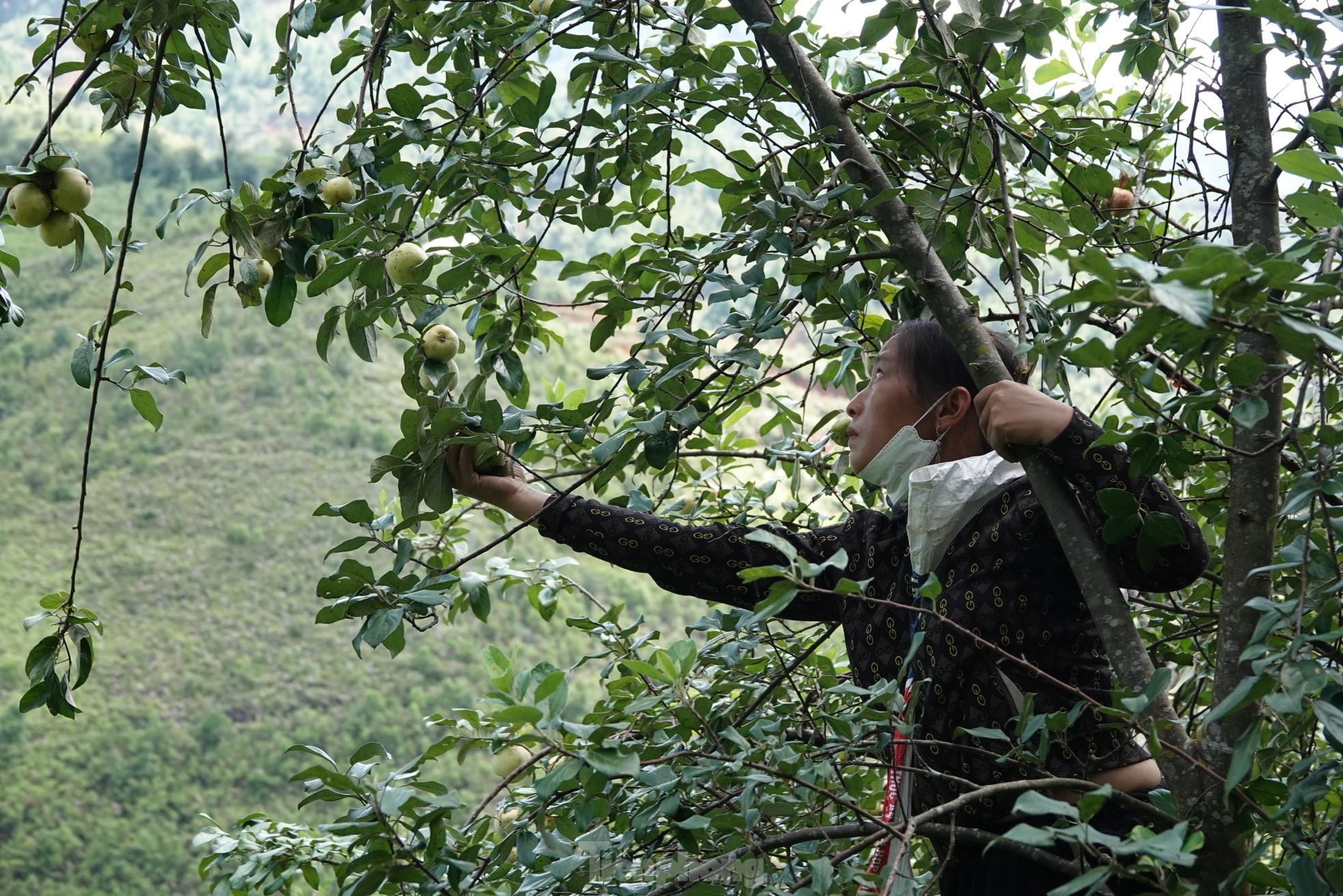 Vùng cao Mù Cang Chải, táo Mèo tràn ngập sắc vàng, đẹp như tranh vẽ, bà con lại còn thu bộn tiền - Ảnh 14.