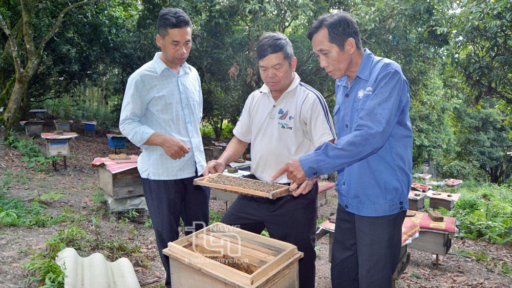 Người dân nơi đây nuôi ong dưới tán rừng thế nào mà thu nhập thêm tới hơn 100 triệu đồng/năm - Ảnh 1.