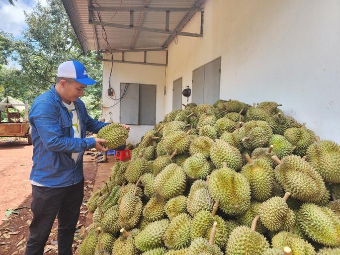 Nội soi sầu riêng kiếm trăm triệu đồng mỗi tháng - Ảnh 6.