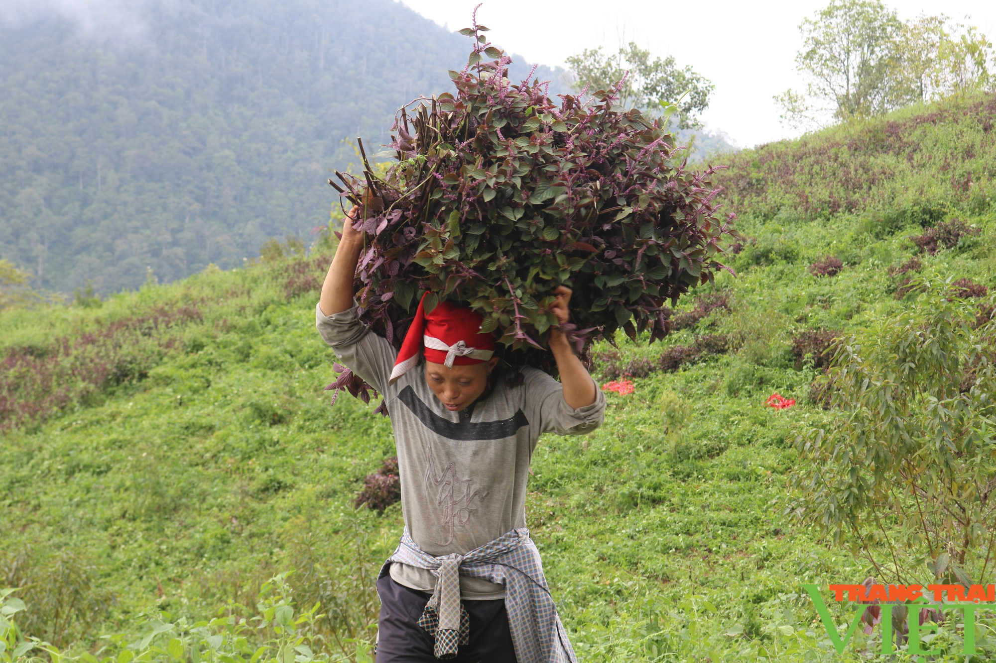 Sa Pa đẩy mạnh phát triển cây dược liệu - Ảnh 5.