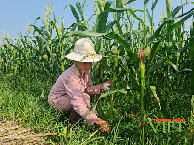 Điện Biên: Cùng bắt tay đào tạo nghề, giải quyết việc làm cho lao động nông thôn   - Ảnh 4.