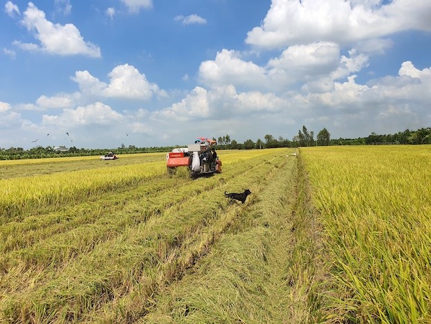 Giá lúa gạo hôm nay ngày 5/10: Thương lái doanh nghiệp hỏi mua nhiều