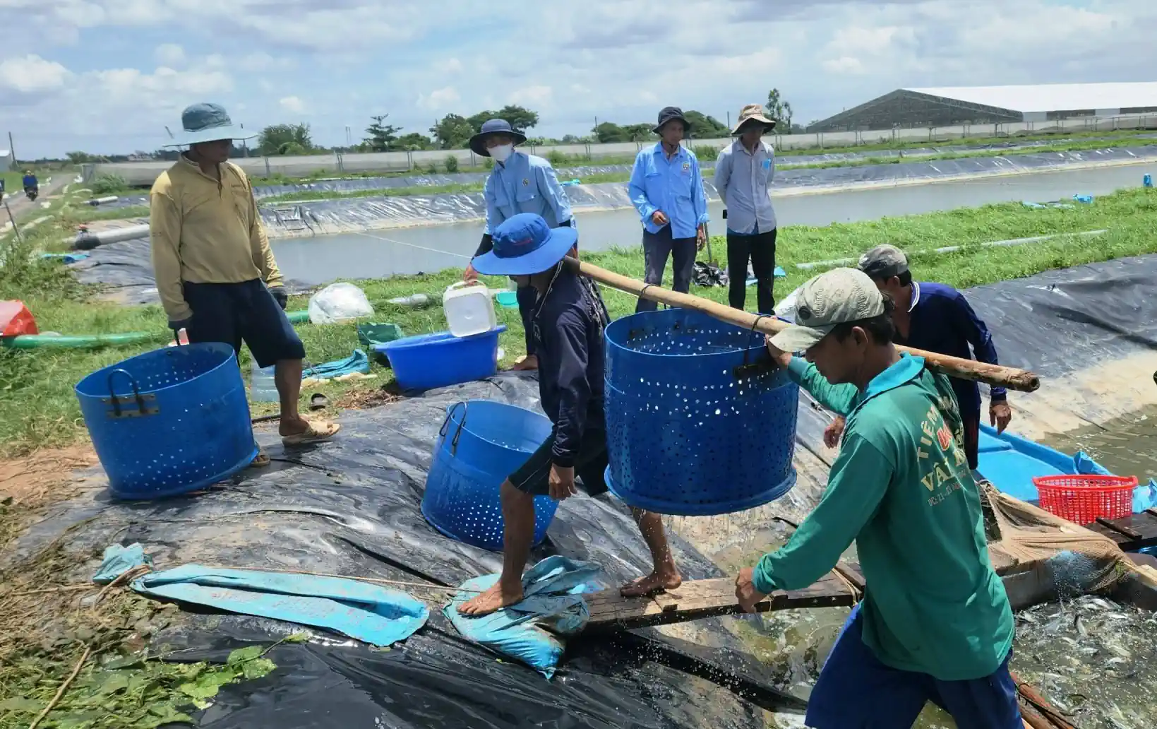 Sản xuất cá tra giống ở tỉnh An Giang.