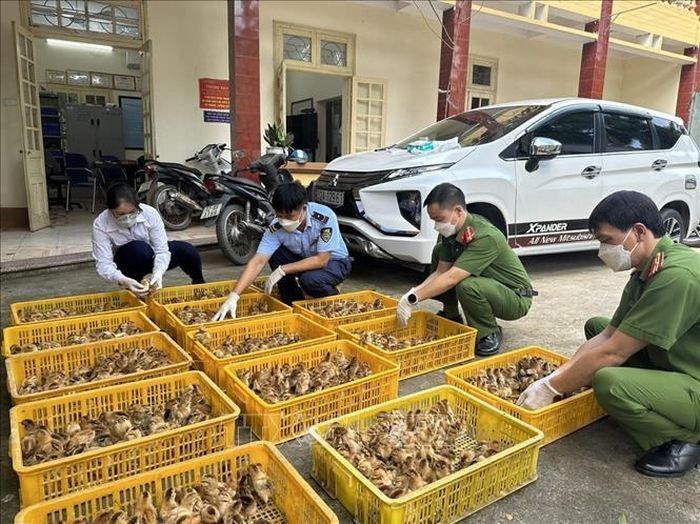 Xử phạt doanh nghiệp vi phạm trong sản xuất, kinh doanh mỹ phẩm; phát hiện hàng nghìn con gà giống nhập lậu