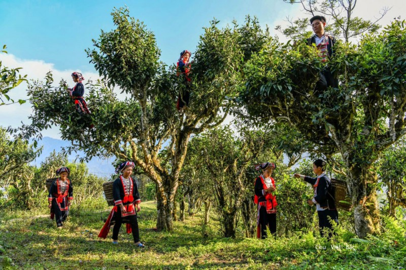 Hoàng Su Phì (Hà Giang) các sản phẩm OCOP góp phần thúc đẩy phát triển du lịch