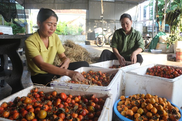 Nghe An xay dung thuong hieu cho nong san dia phuong hinh anh 4