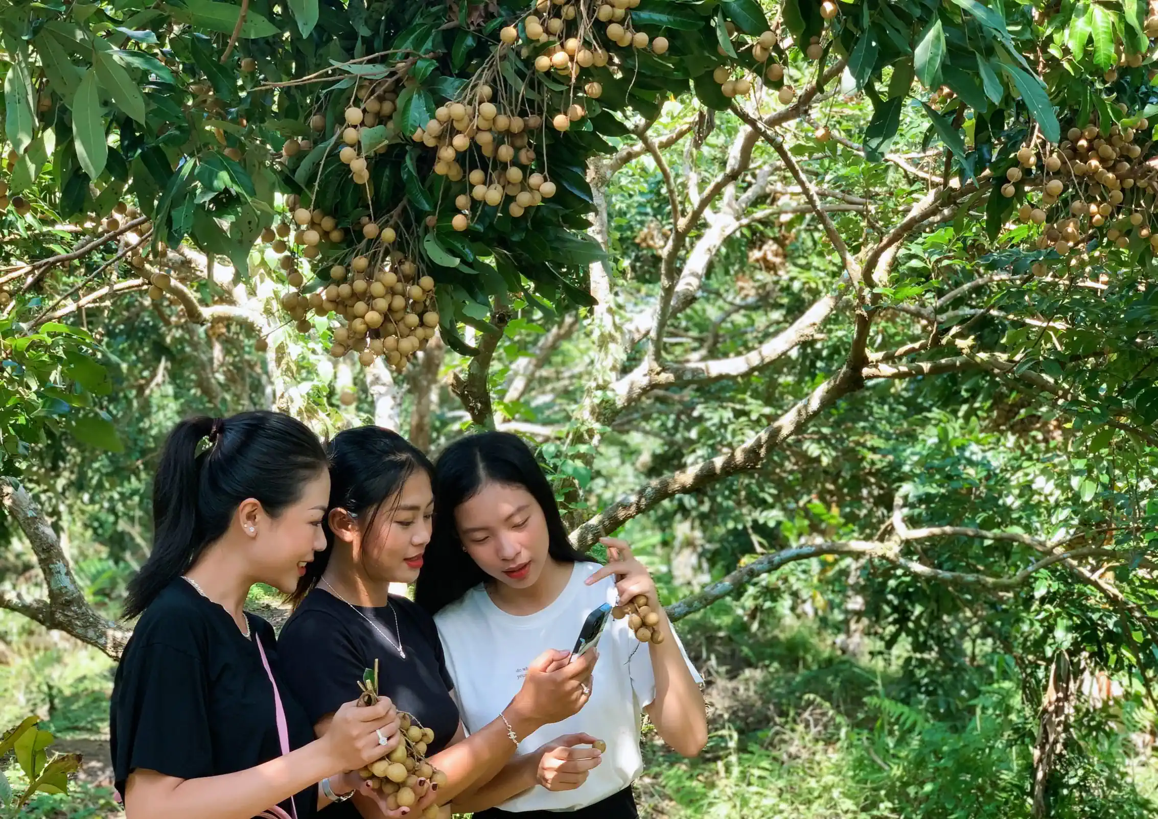 Du khách tham quan vườn nhãn tại Phong Điền.