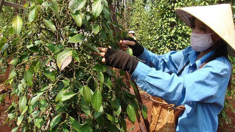 Xây dựng vùng nguyên liệu cà phê, hồ tiêu bền vững