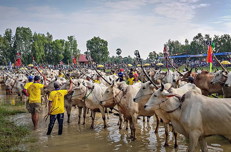 Khai mạc Hội đua bò Bảy Núi tranh cúp Truyền hình An Giang lần thứ 28