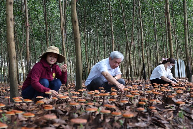 Trien vong tu mo hinh trong nam Linh chi do duoi tan rung o huyen Krong Bong hinh anh 2