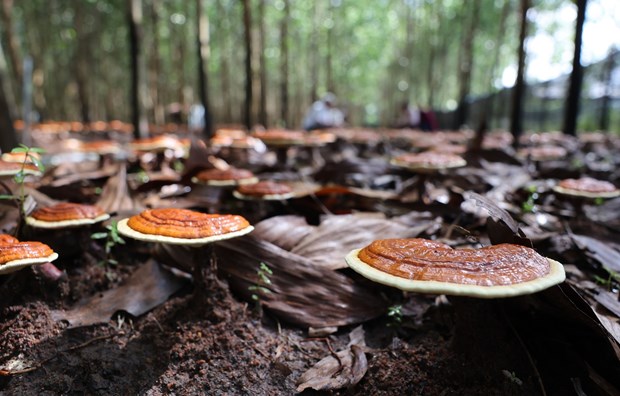 Trien vong tu mo hinh trong nam Linh chi do duoi tan rung o huyen Krong Bong hinh anh 4