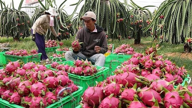 Quảng bá thanh long Bình Thuận tại thị trường trọng điểm