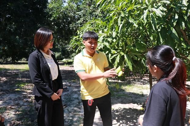 Trong thu nghiem thanh cong giong xoai Keitt co xuat xu tu Hoa Ky hinh anh 1