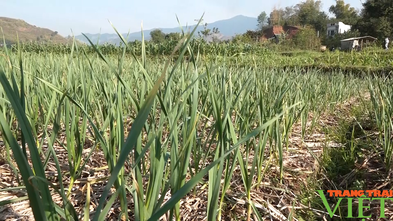 Nông dân Yên Châu nâng cao thu nhập từ cây trồng vụ đông - Ảnh 2.