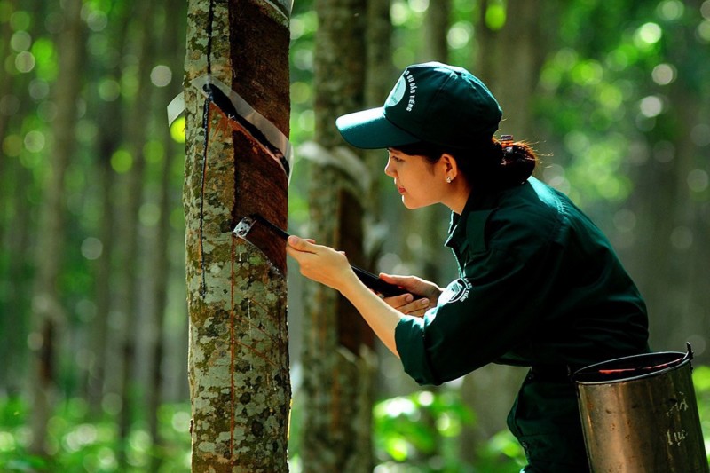 Giá cao su hôm nay ngày 24/10/2023: Giá cao su đang trên đà phục hồi