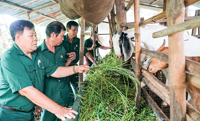 Mô hình tổ hợp tác nuôi dê của Chi hội CCB khu vực Tân An, phường Thuận Hưng, quận Thốt Nốt.