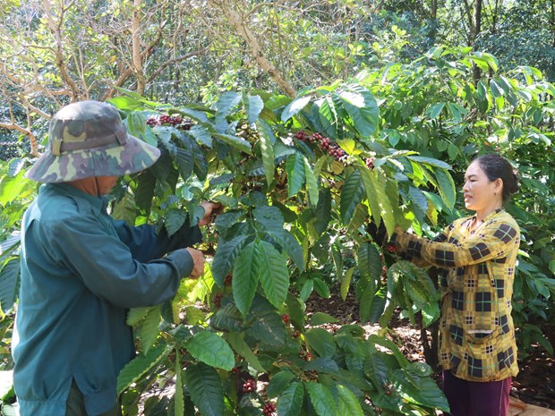 Niem vui nhan doi voi nguoi trong ca phe hinh anh 1