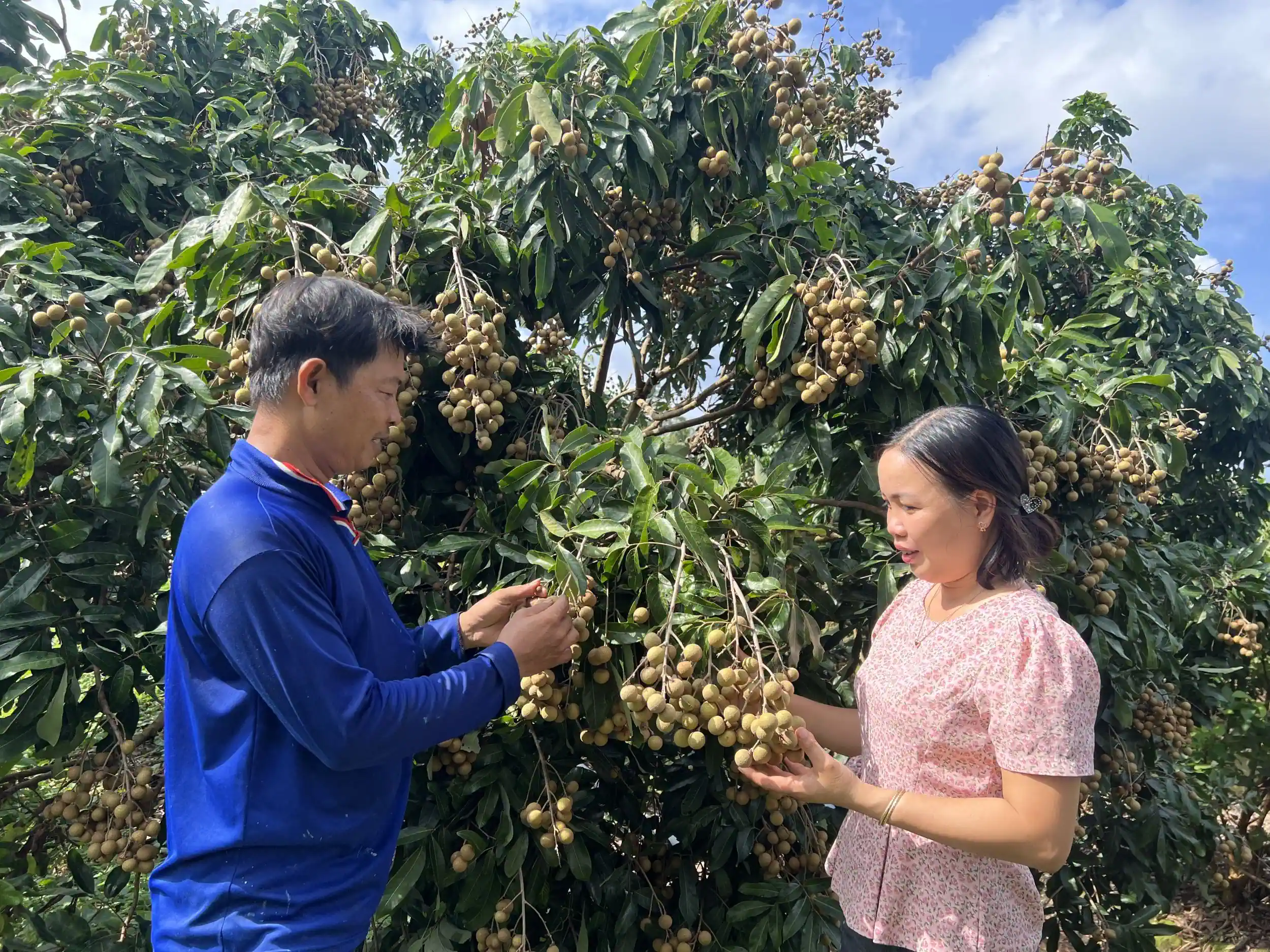 Cán bộ Phòng Kinh tế quận Ô Môn thăm hỏi hoạt động sản xuất của nhà vườn ở phường Thới An.