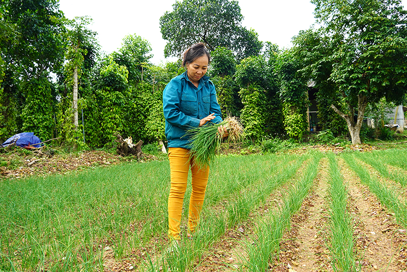 Người dân xã Quảng Thạch (Quảng Trạch) chăm sóc cây nén.