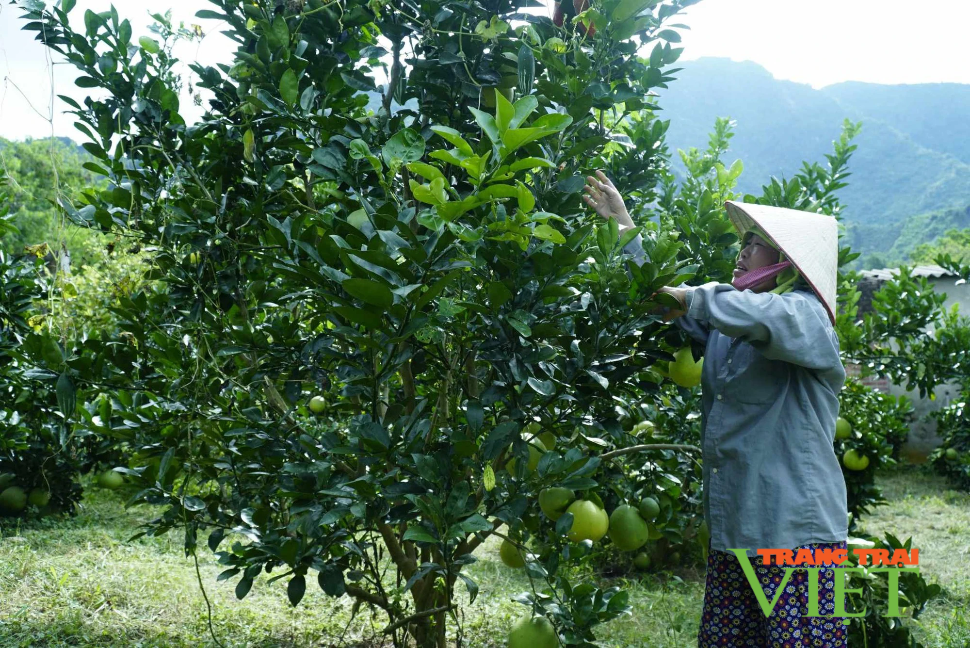 Mường Ảng: Tái cơ cấu ngành nông nghiệp, giúp nông dân có thêm thu nhập  - Ảnh 3.