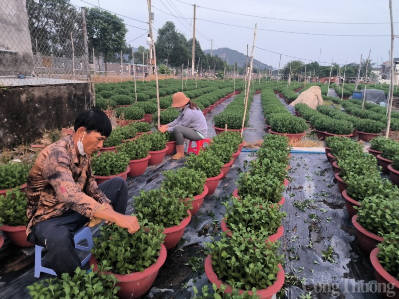 Bà Rịa - Vũng Tàu: Nông dân chong đèn