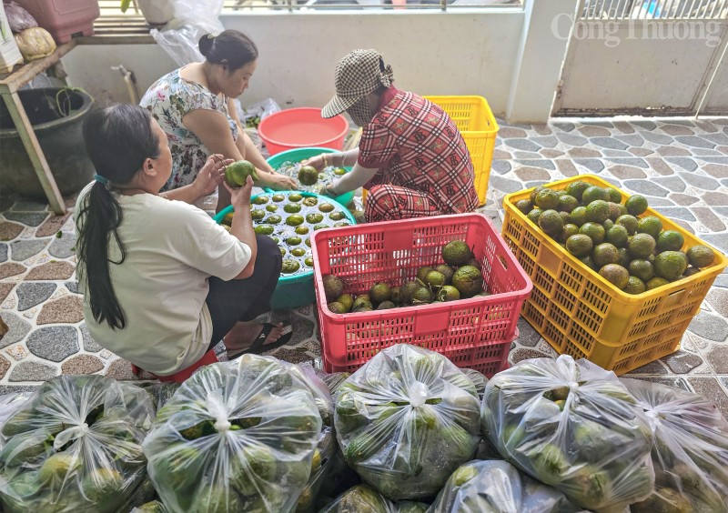 Vĩnh Long: Nhà vườn đứng ngồi không yên khi giá cam sành