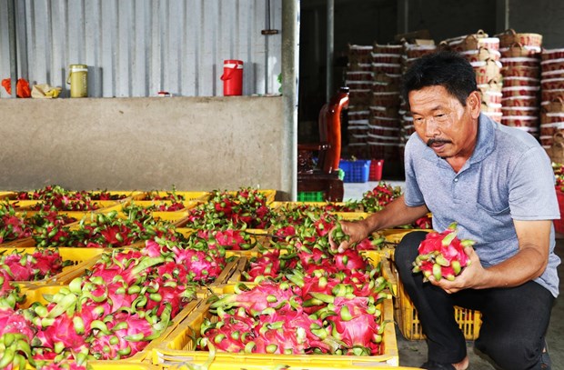 Thanh long cuoi mua gia cao gap 3 lan cung ky nam truoc hinh anh 1