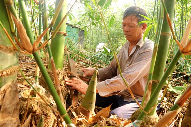 Nong dan Cai Rang trong tre tu quy it chi phi, khong lo dau ra hinh anh 1