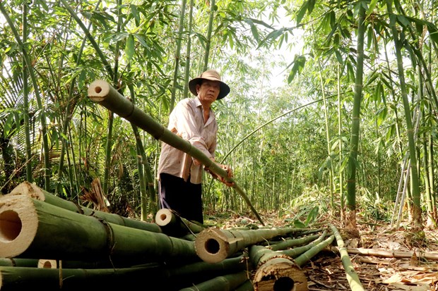 Nong dan Cai Rang trong tre tu quy it chi phi, khong lo dau ra hinh anh 2